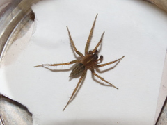 Lycosoides coarctata