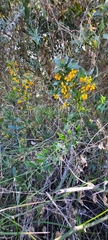 Berberis ruscifolia