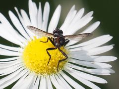 Cylindromyia pusilla