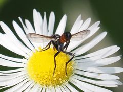 Cylindromyia pusilla