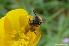 Andrena ranunculi