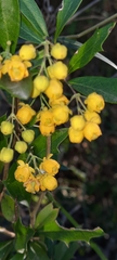 Berberis ruscifolia