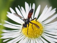 Cylindromyia pusilla