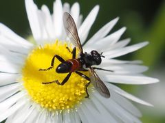 Cylindromyia pusilla