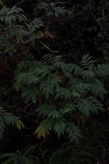 Melianthus dregeanus dregeanus