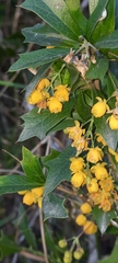 Berberis ruscifolia