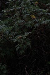 Melianthus dregeanus dregeanus