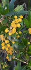 Berberis ruscifolia