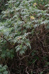 Melianthus dregeanus dregeanus