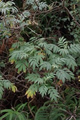 Melianthus dregeanus dregeanus