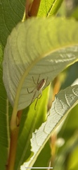 Tetragnatha