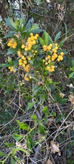 Berberis ruscifolia