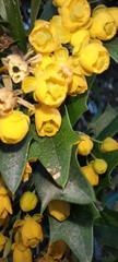 Berberis ruscifolia