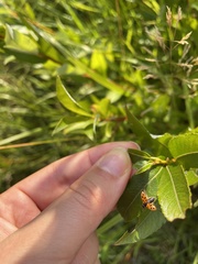 Hippodamia tredecimpunctata