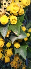 Berberis ruscifolia
