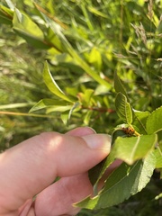 Hippodamia tredecimpunctata