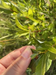 Hippodamia tredecimpunctata