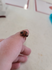 Bolbocerosoma bruneri