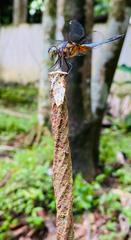 Brachydiplax chalybea