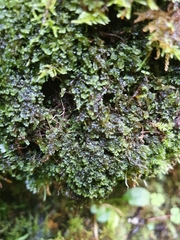 Jungermannia atrovirens