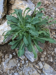 Silene csereii