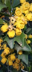 Berberis ruscifolia