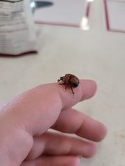 Bolbocerosoma bruneri