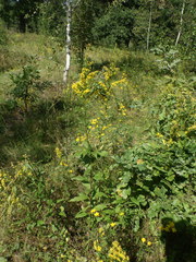 Solidago × niederederi