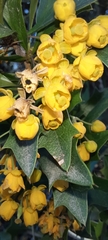 Berberis ruscifolia