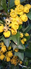 Berberis ruscifolia