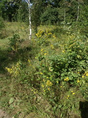 Solidago × niederederi