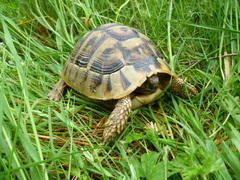 Testudo hermanni boettgeri