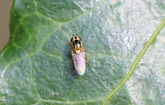 Chlorops