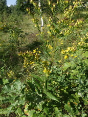 Solidago × niederederi