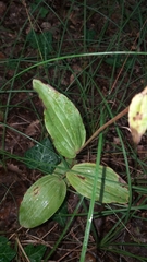 Cephalanthera damasonium