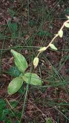 Cephalanthera damasonium