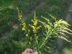Solidago × niederederi