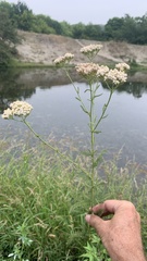 Achillea setacea