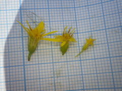 Solidago × niederederi