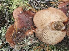 Tricholoma pessundatum