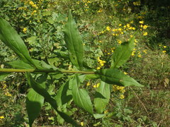 Solidago × niederederi
