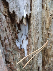 Ceratiomyxa fruticulosa fruticulosa