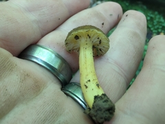 Hygrocybe caespitosa