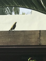 Thraupis palmarum