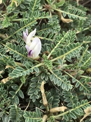 Astragalus terraccianoi