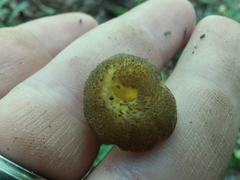 Hygrocybe caespitosa
