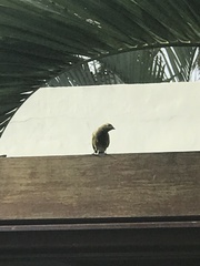 Thraupis palmarum