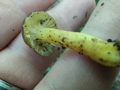 Hygrocybe caespitosa