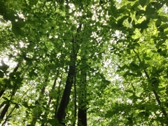 Hygrocybe caespitosa