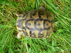 Testudo hermanni boettgeri